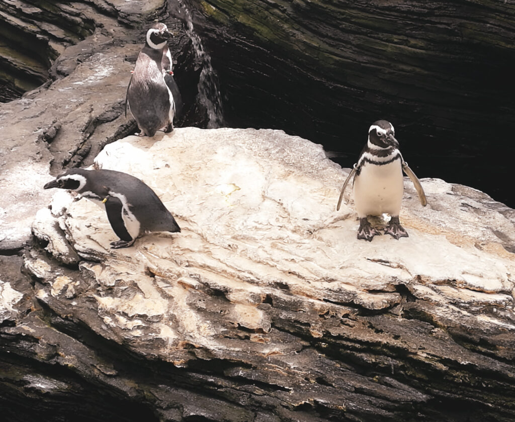 avis oceanario lisbonne visite