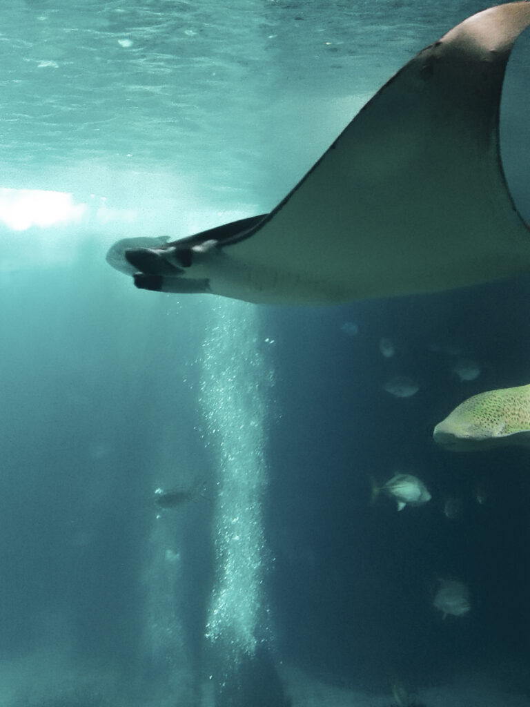 oceanario lisbonne visite avis