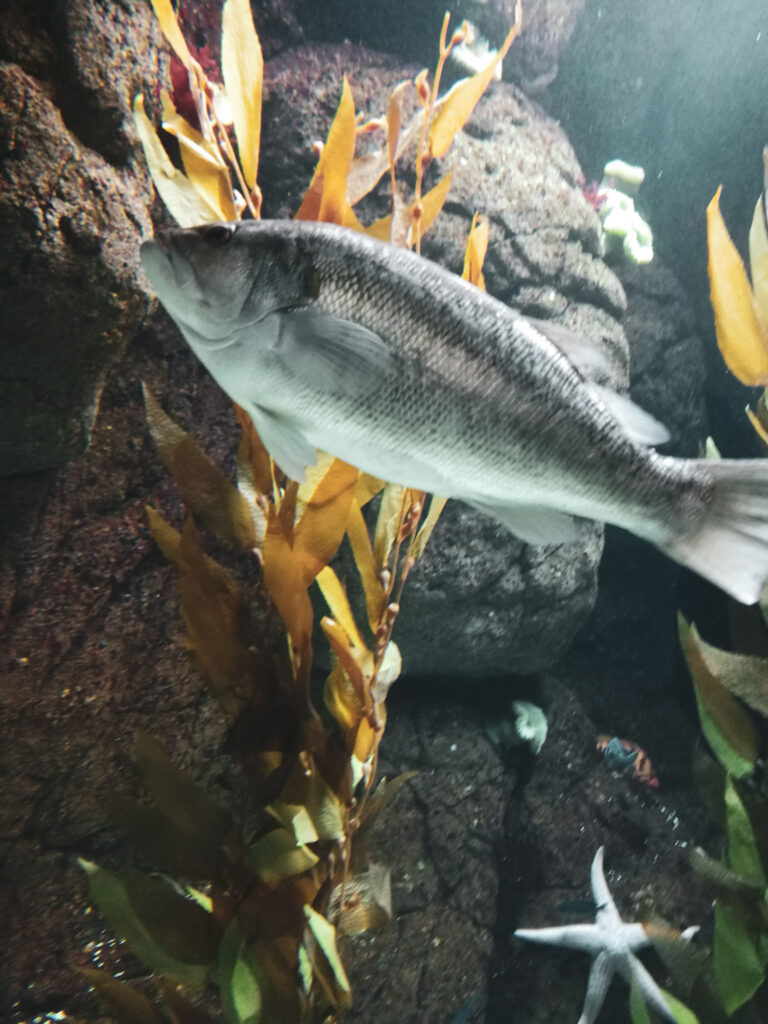 poisson oceanario lisbonne